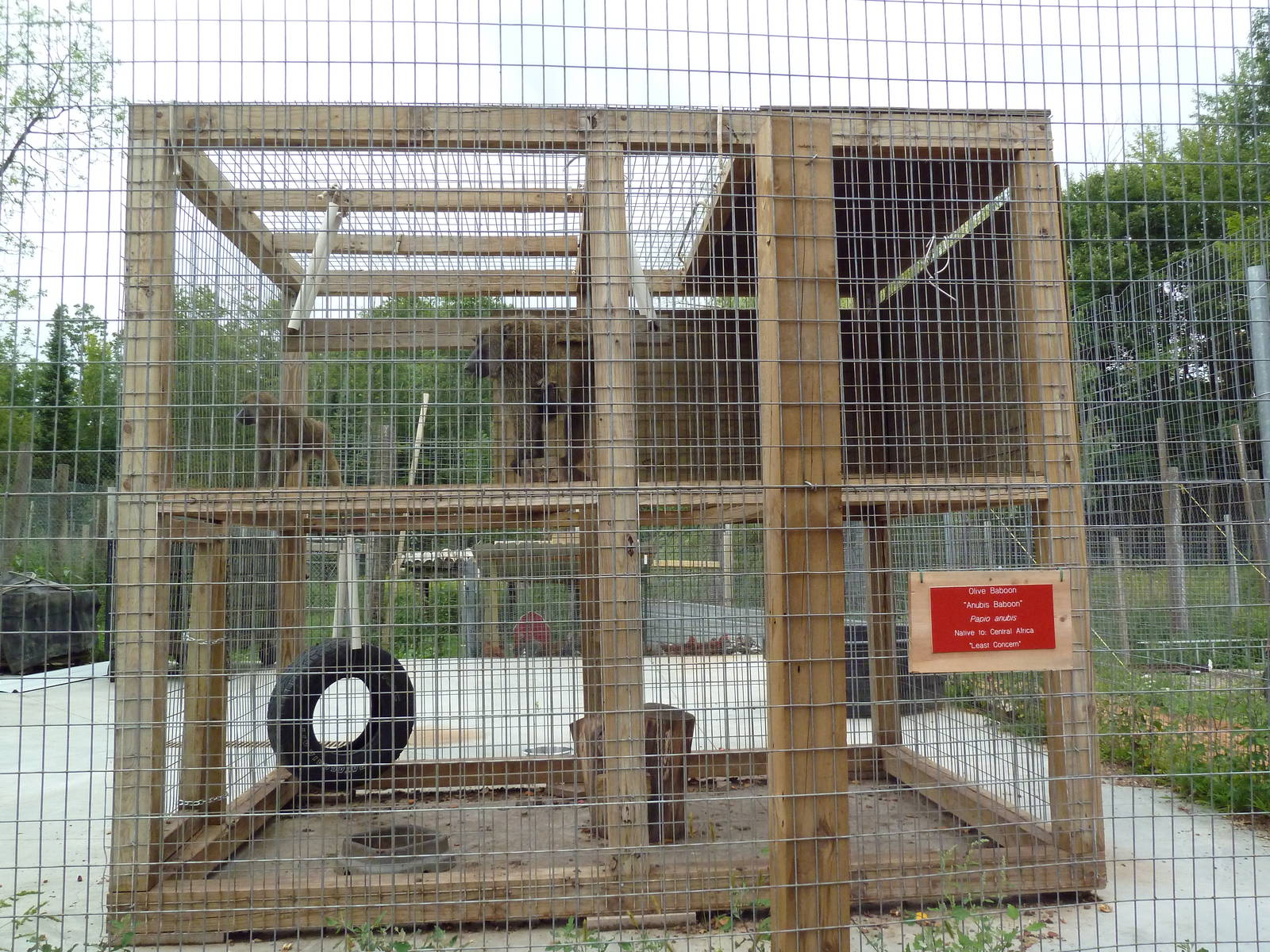 Olive Baboon Exhibit