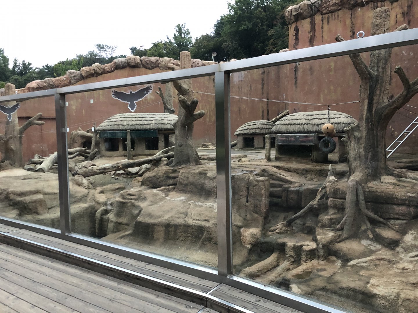 Olive Baboon Exhibit