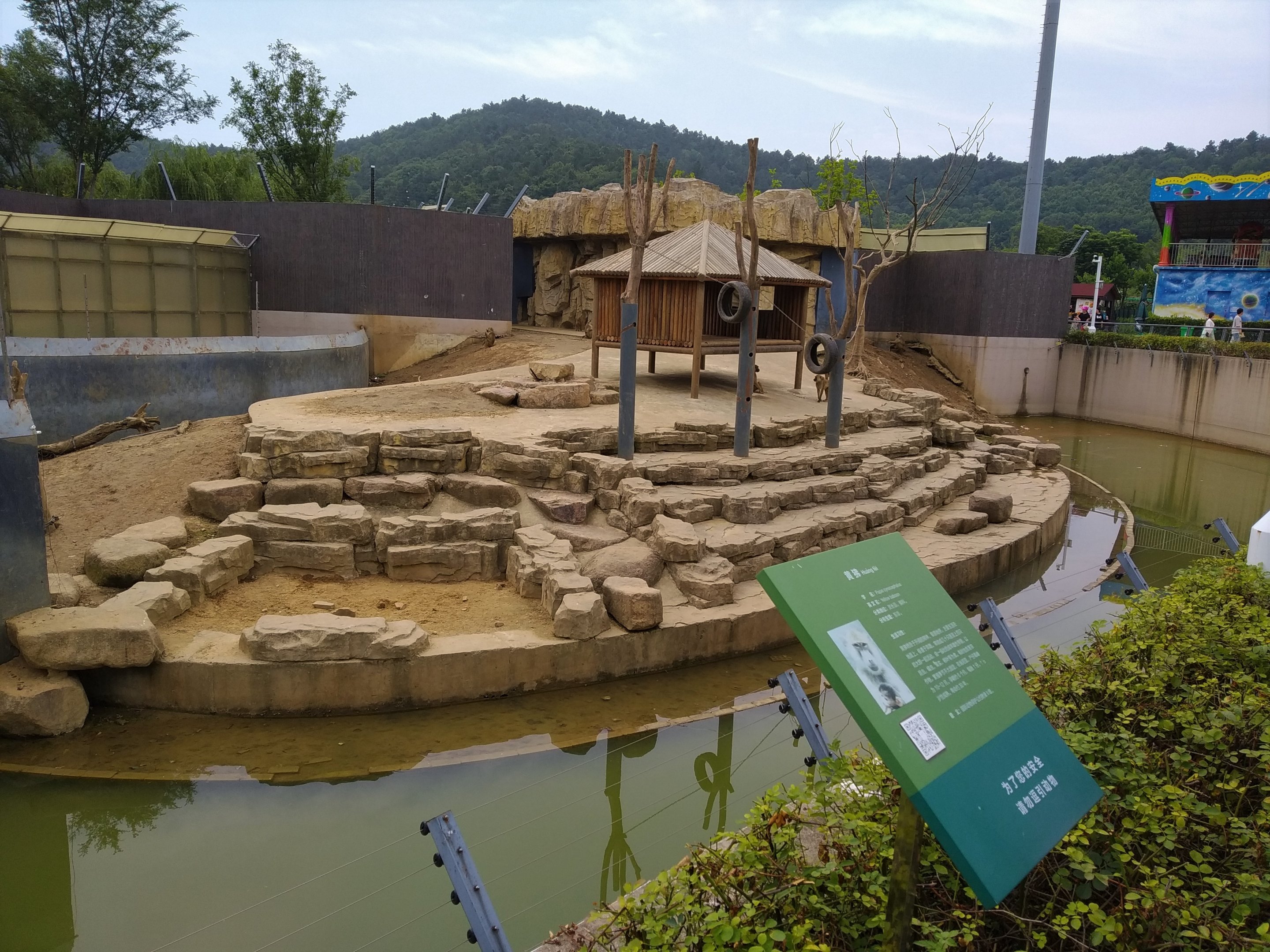 Olive Baboon Exhibit