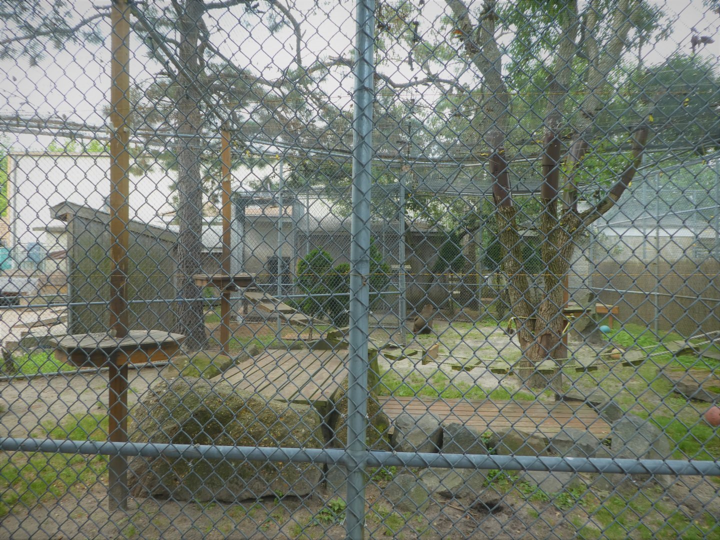 Olive Baboon Exhibit
