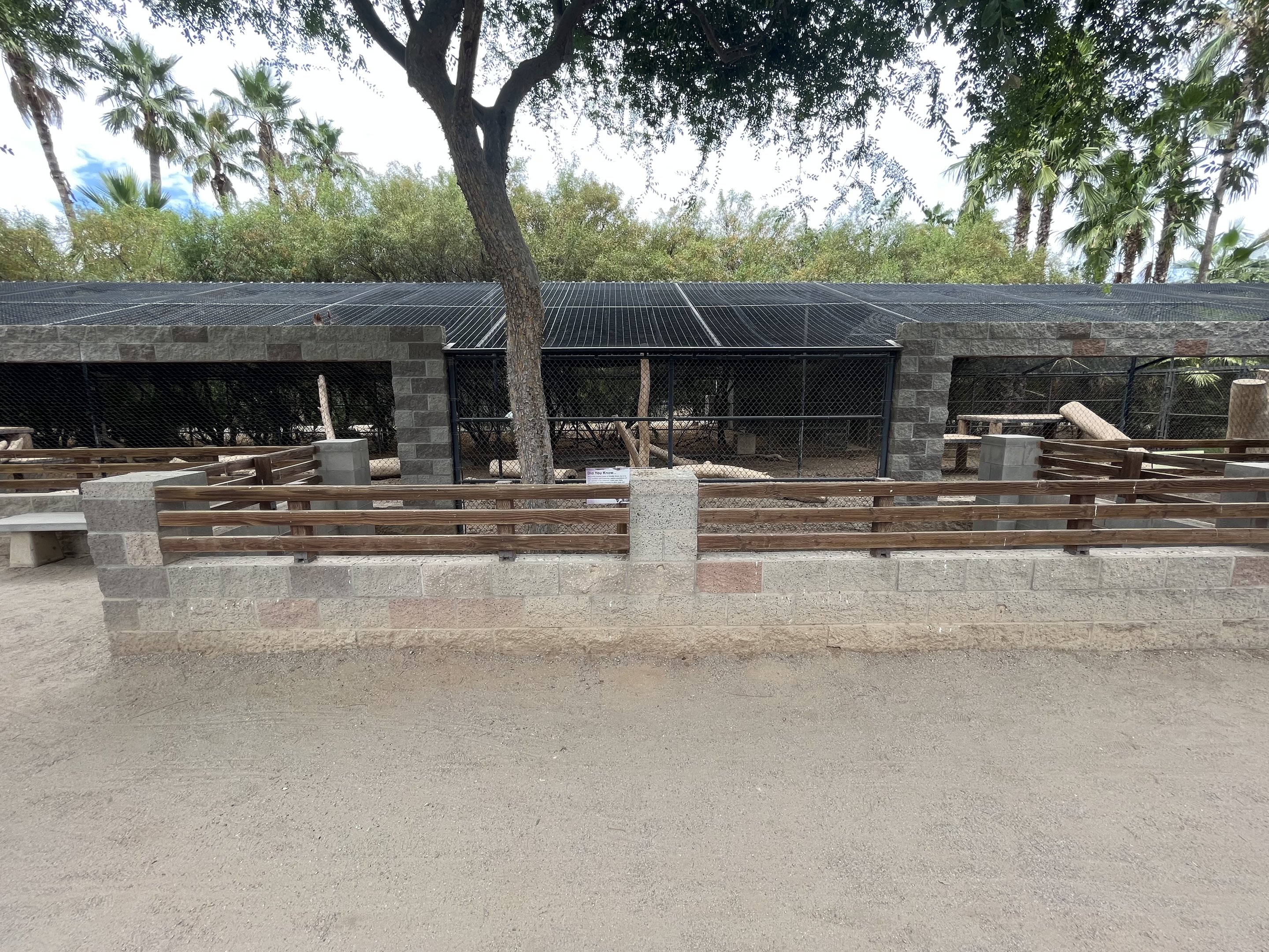 Olive Baboon Exhibit