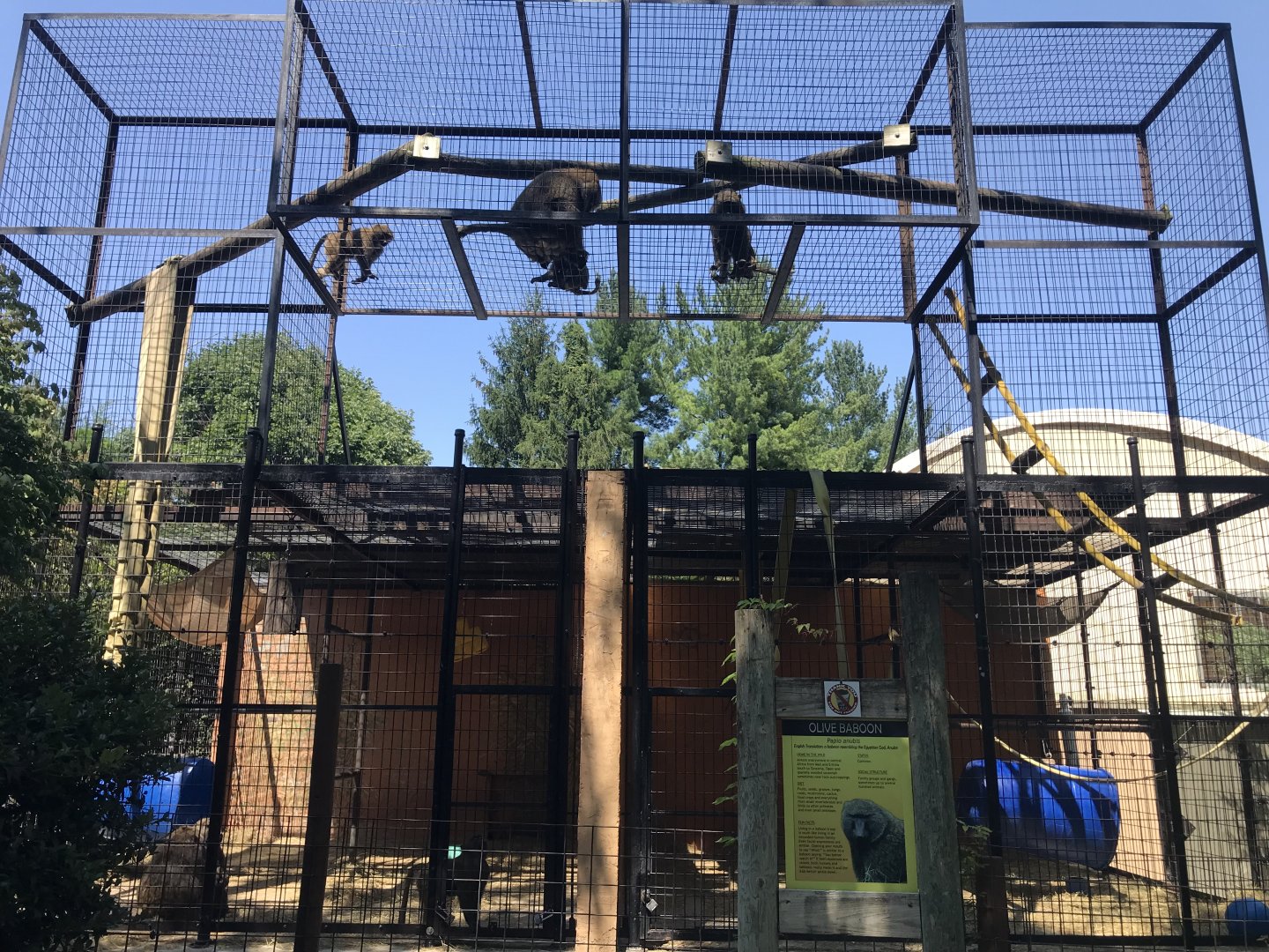 Olive Baboon Exhibit