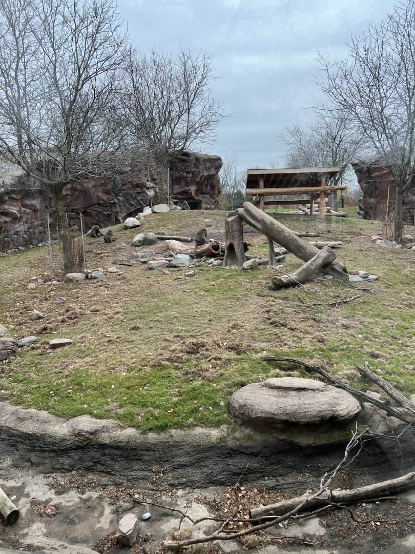 Olive Baboon Exhibit