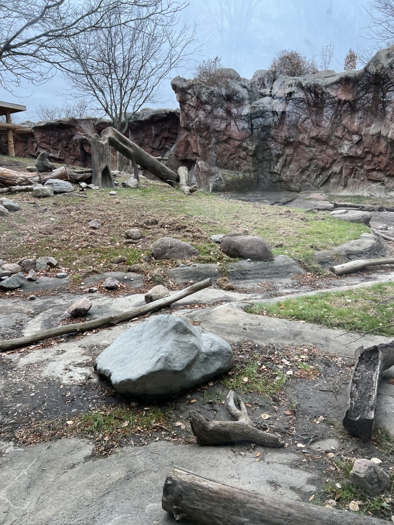 Olive Baboon Exhibit