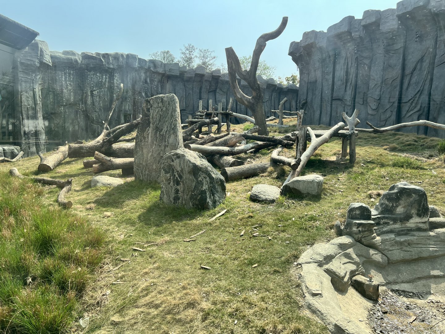 Olive Baboon Exhibit