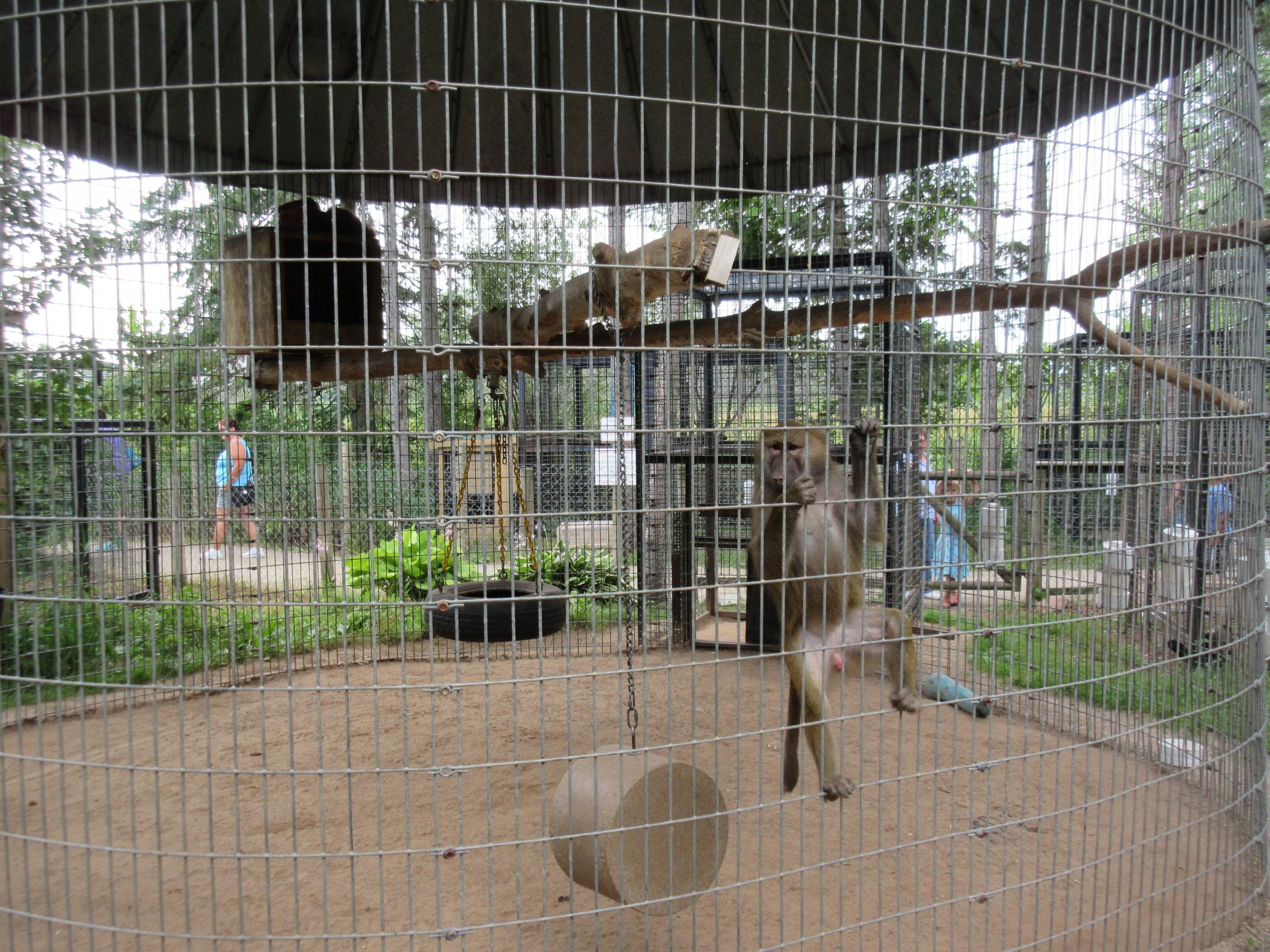 Olive Baboon + Hamadryas Baboon Exhibit
