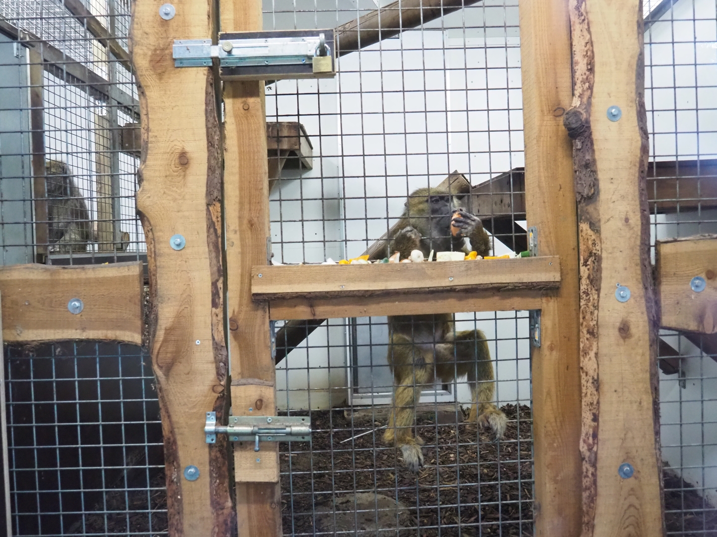 Olive baboon indoor housing