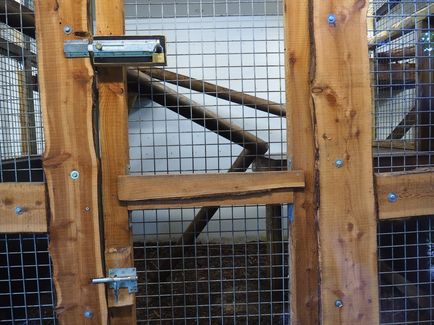 Olive baboon indoor housing