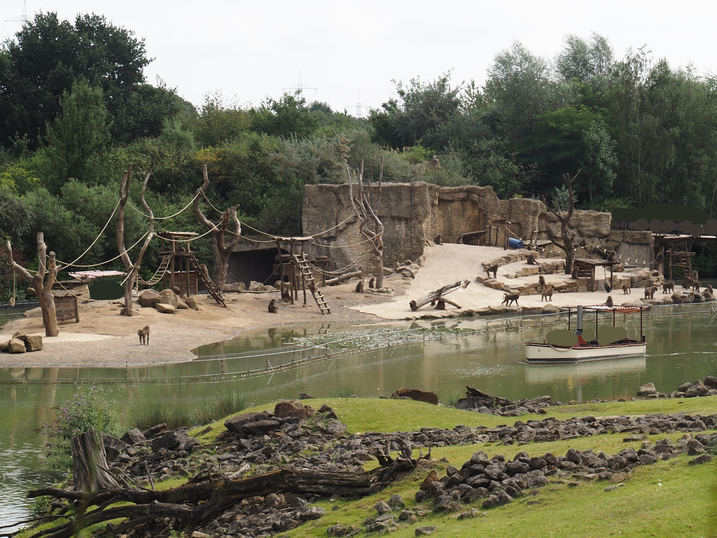 Olive baboon island, 2024-08-05