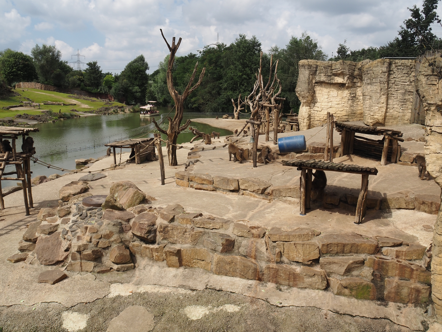 Olive baboon island, 2024-08-05