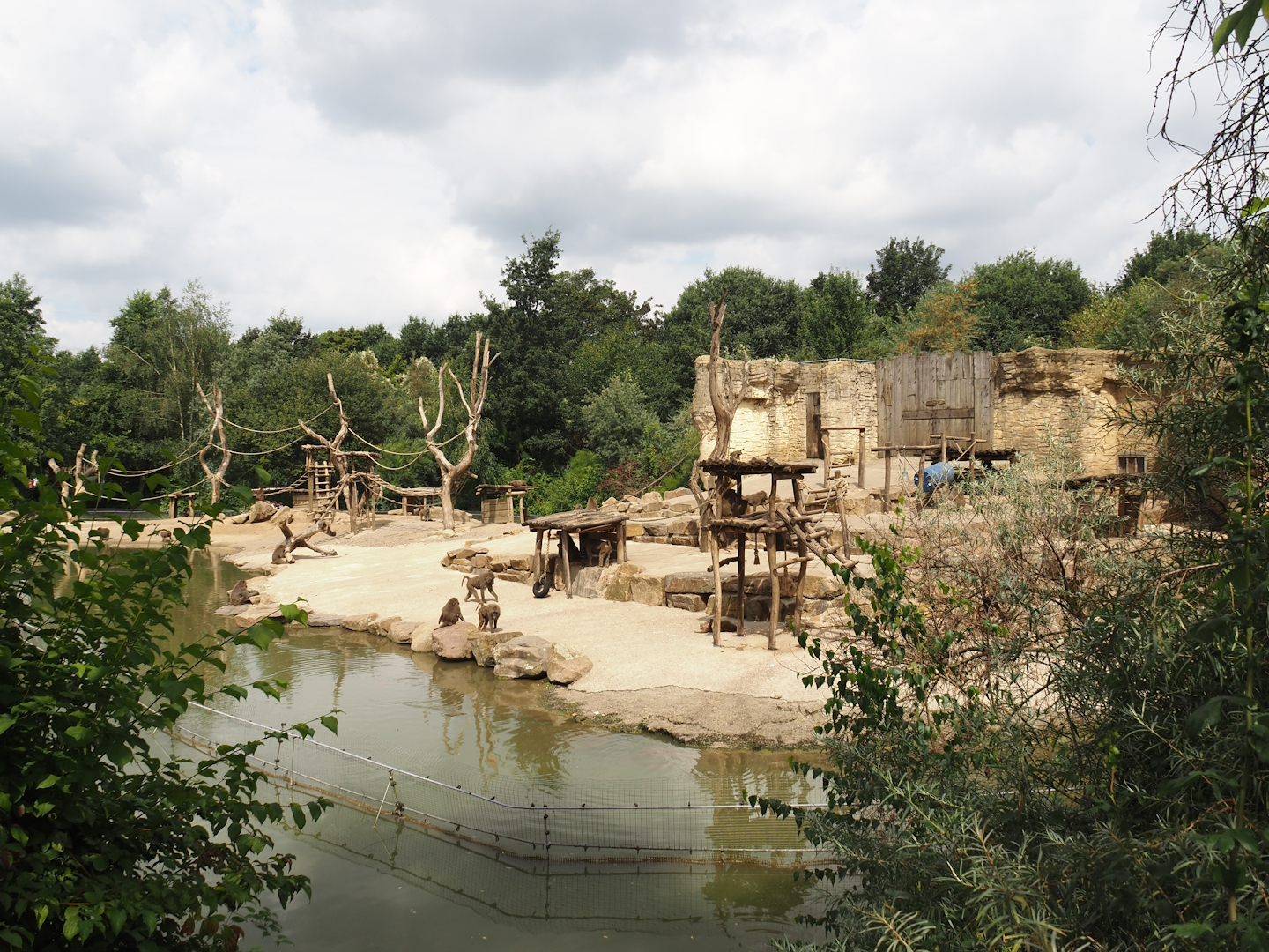 Olive baboon island, 2024-08-05