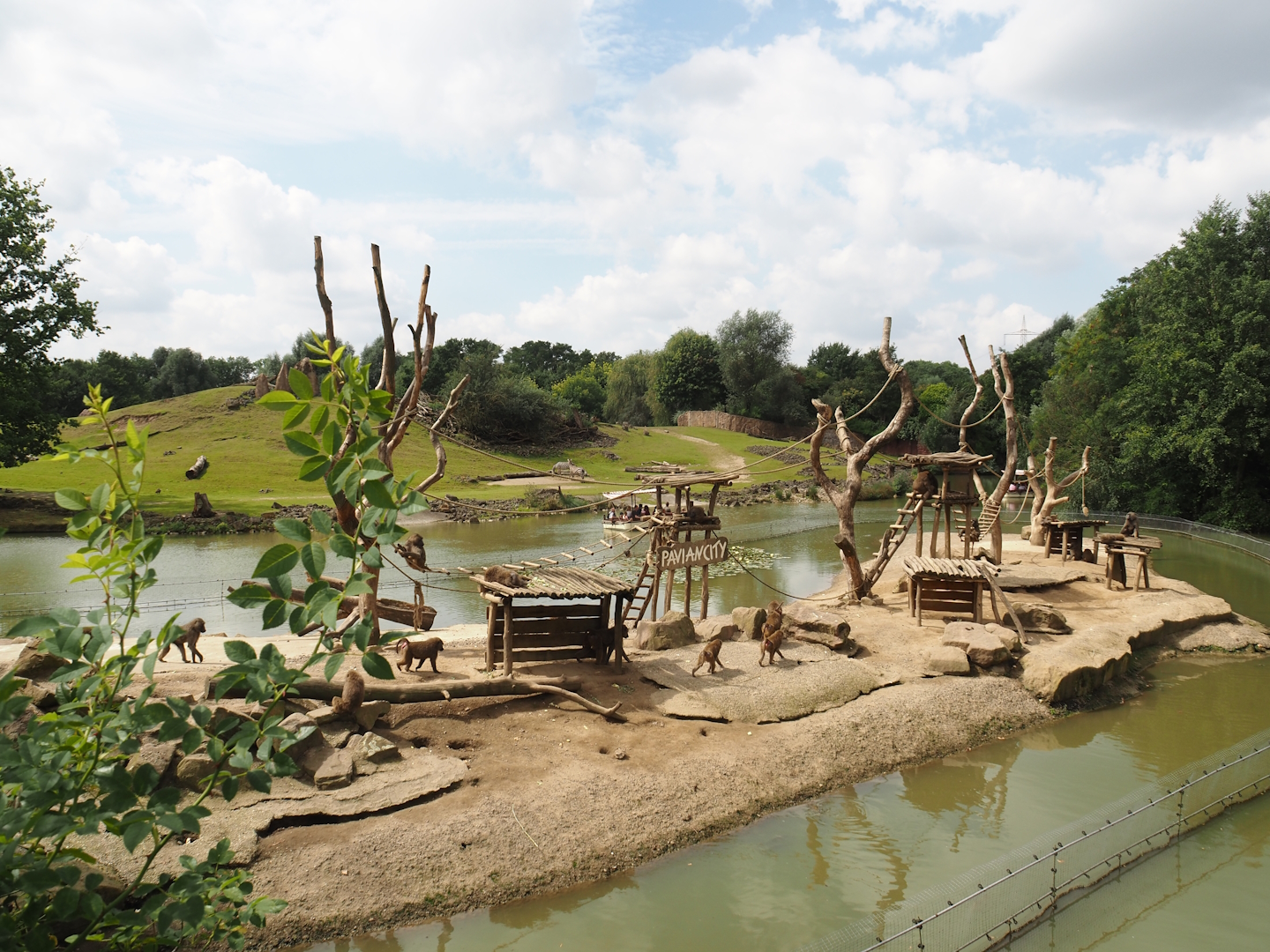 Olive baboon island and Grass savanna exhibit, 2024-08-05