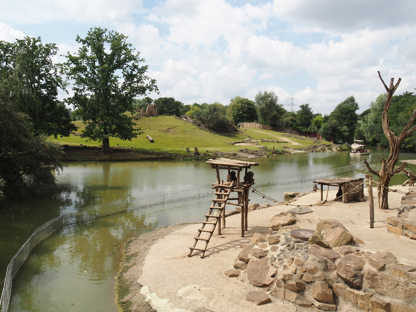 Olive baboon island and Grass savanna exhibit, 2024-08-05