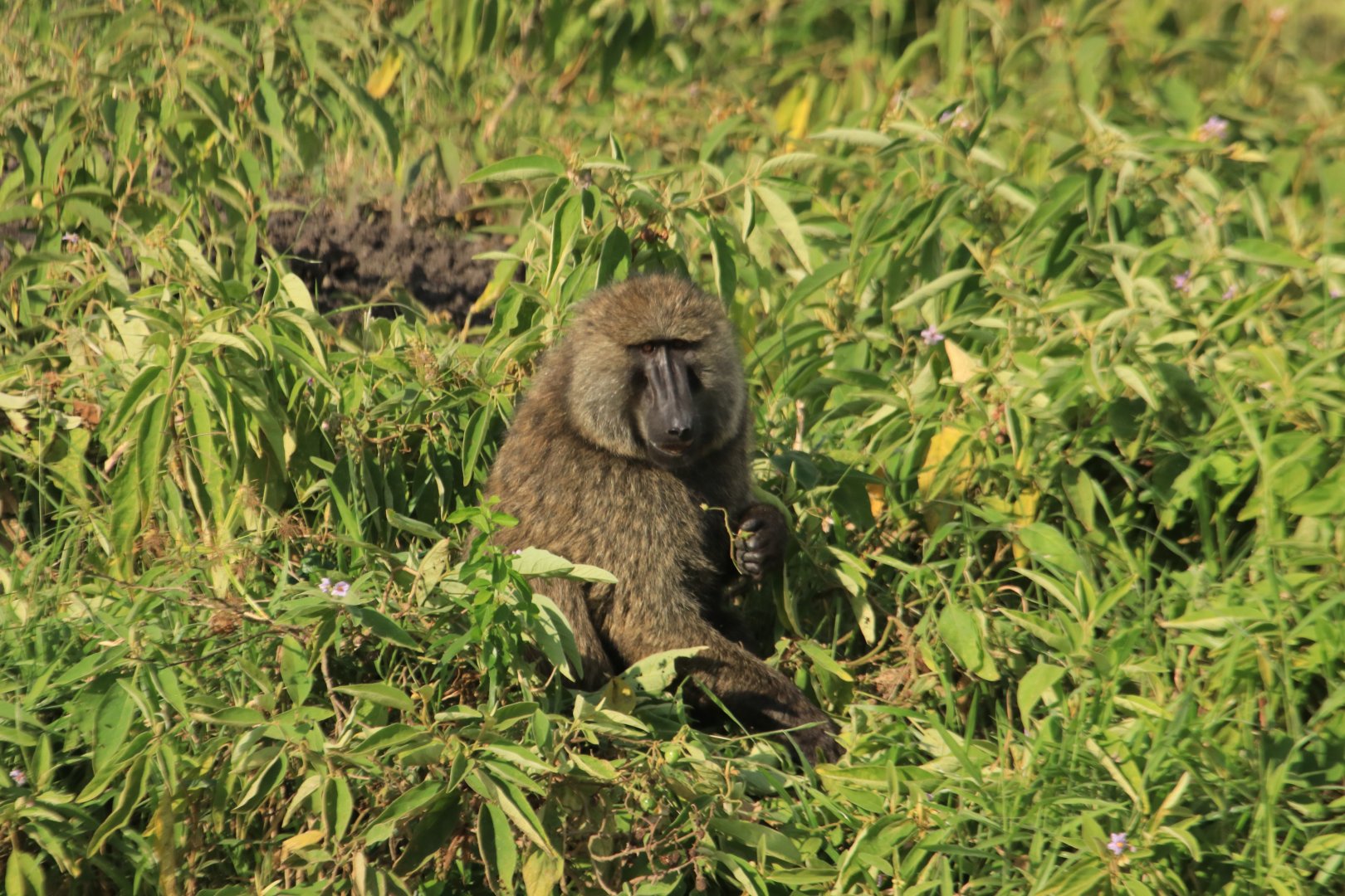 Olive baboon (January 2020)