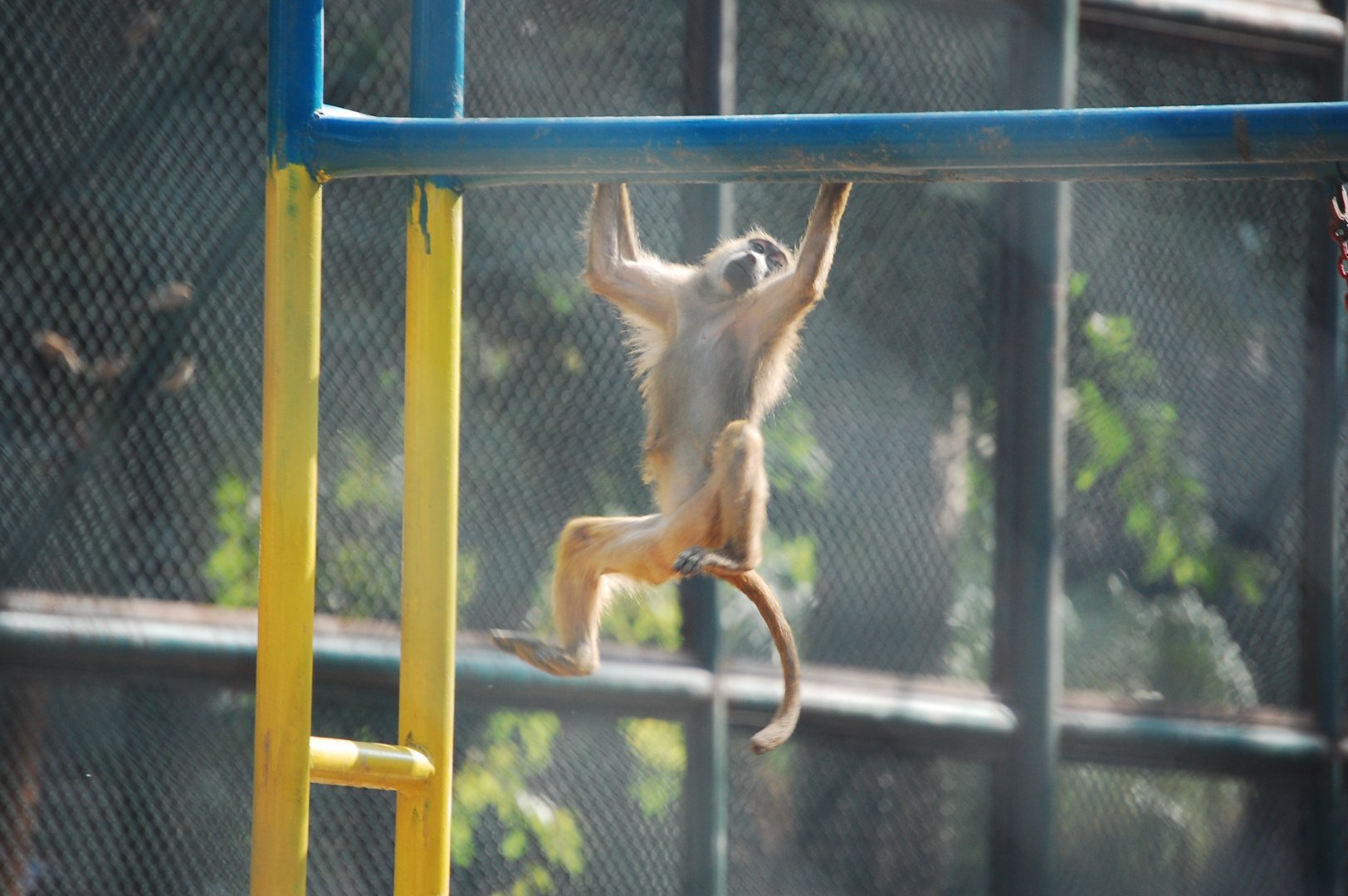 Olive baboon - Lahore zoo 17/11/2019