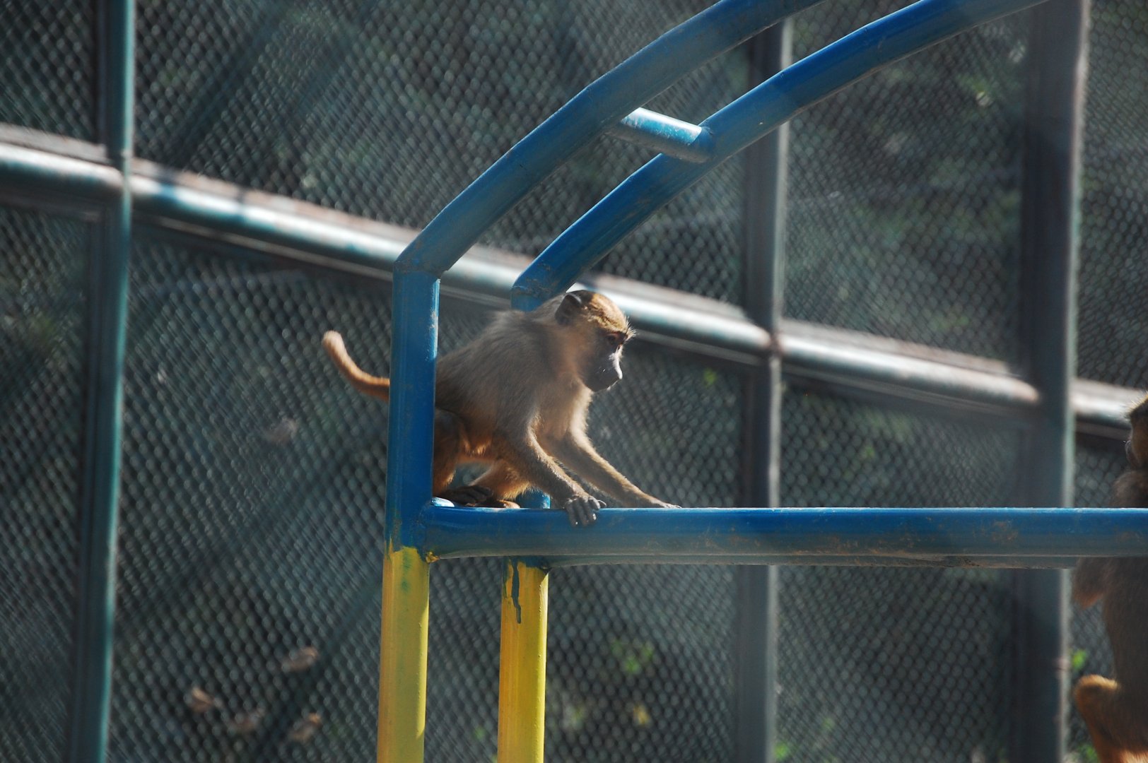 Olive baboon - Lahore zoo 17/11/2019