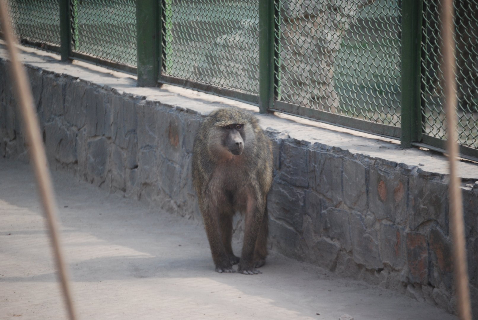 Olive baboon -  Lahore zoo 26/4/2025