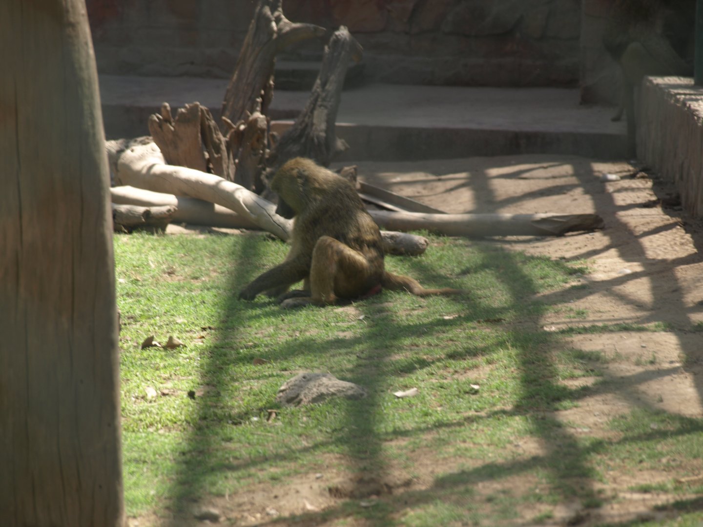 Olive baboon - Lahore zoo 8/4/2017