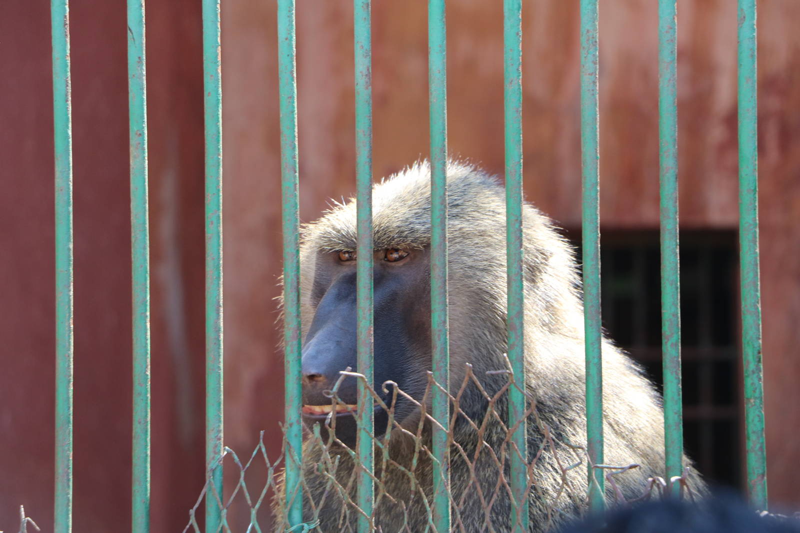 Olive baboon, October 2015