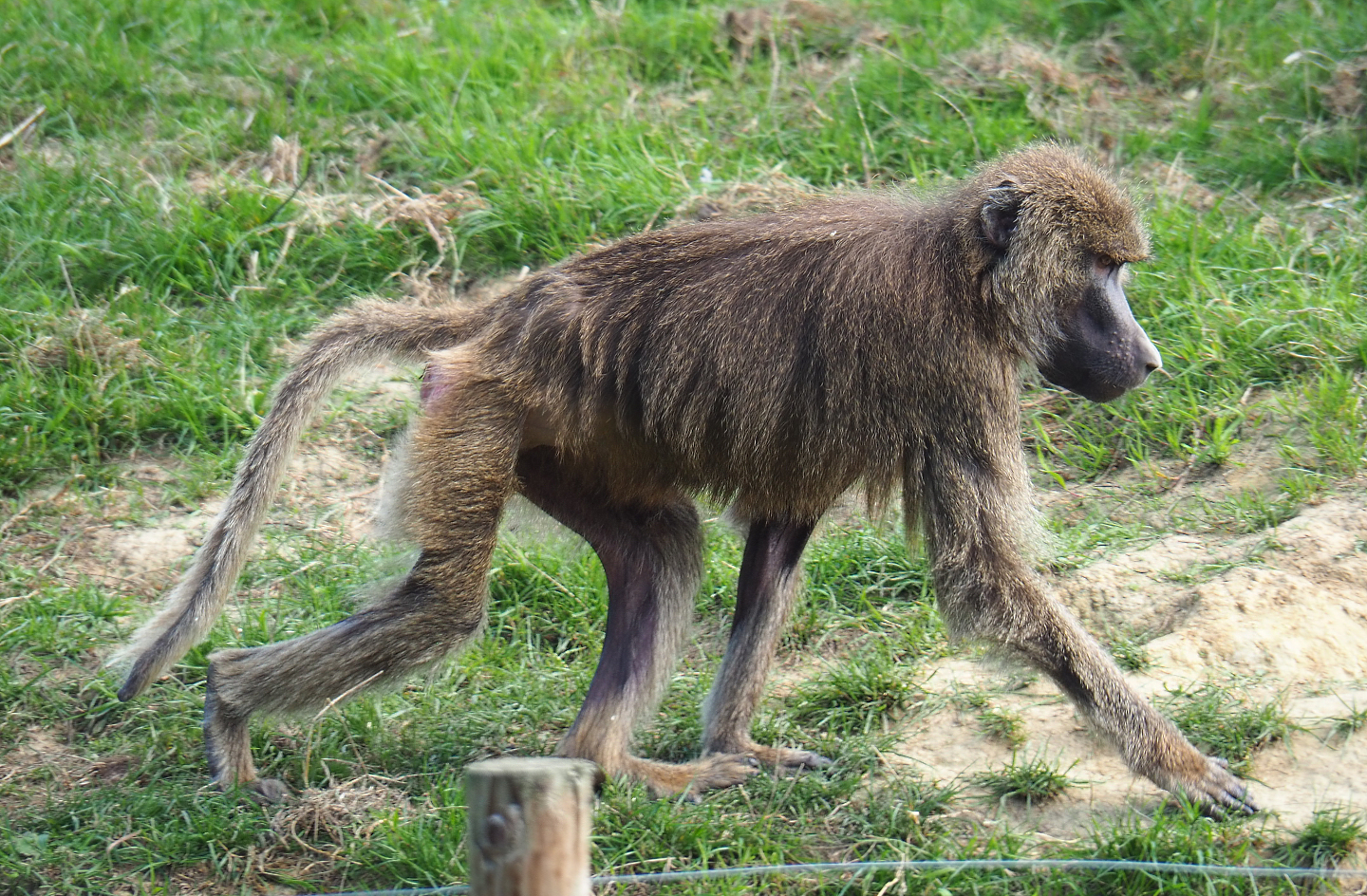 Olive baboon (Papio anubis), 2020-09-12