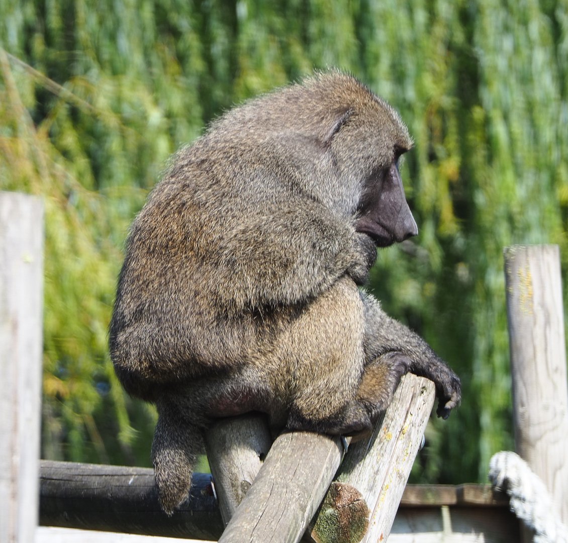 Olive baboon (Papio anubis), 2020-09-12