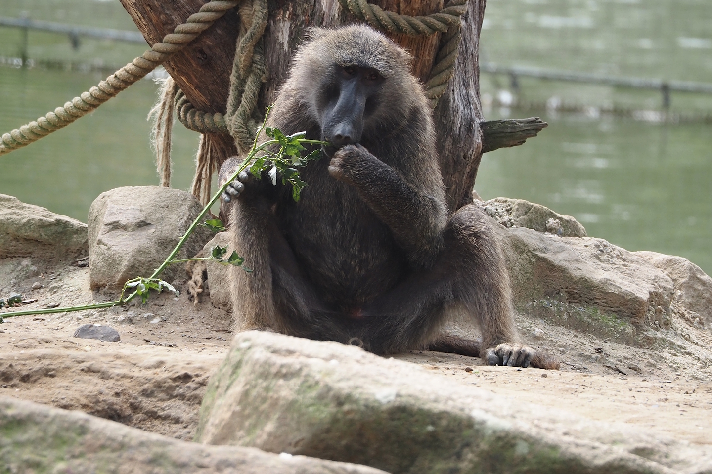 Olive baboon (Papio anubis), 2024-08-05