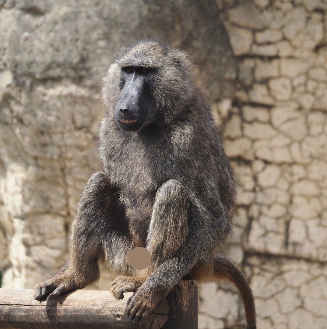 Olive baboon (Papio anubis), 2024-08-05
