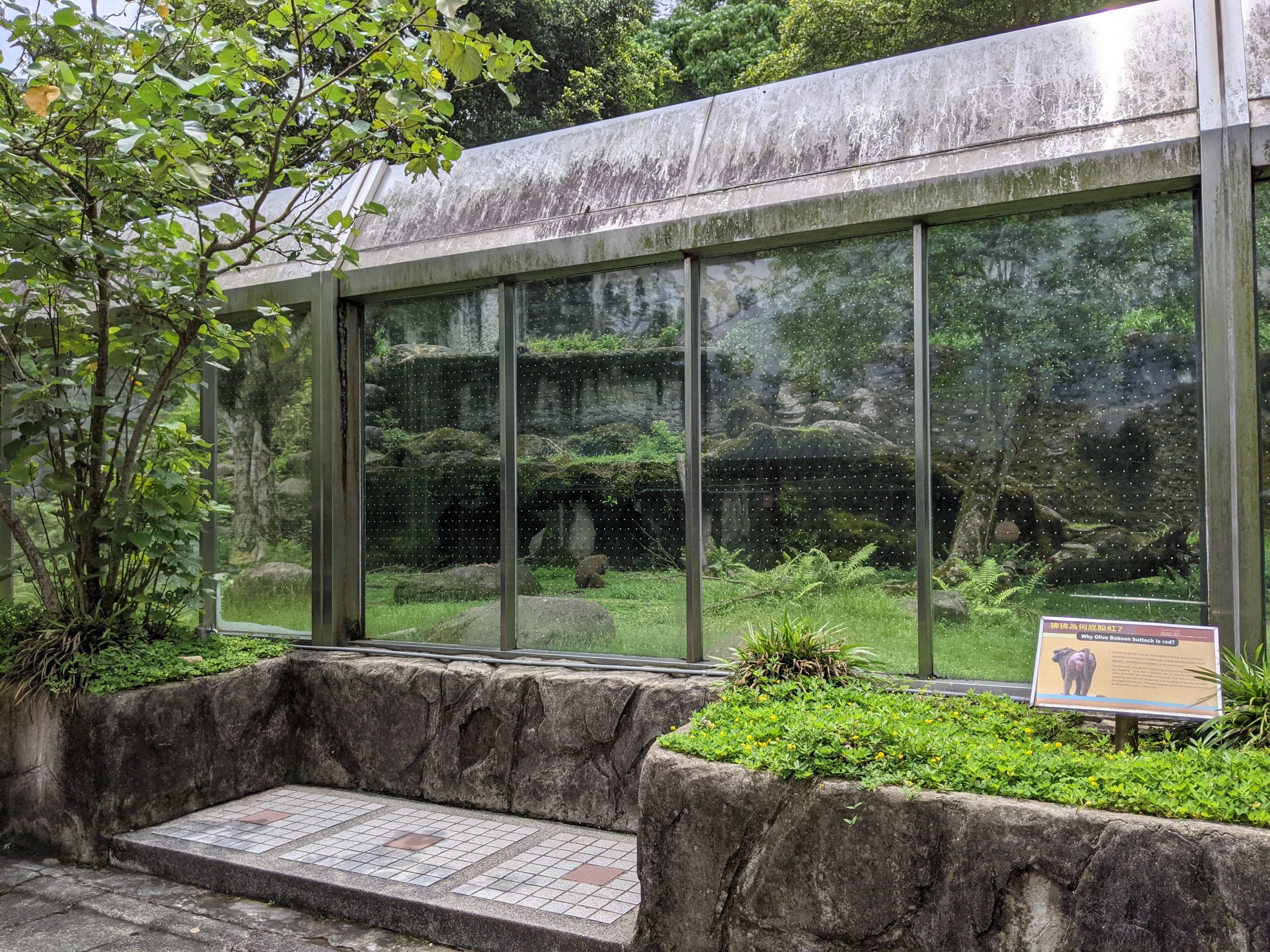 Olive Baboon (Papio anubis) enclosure