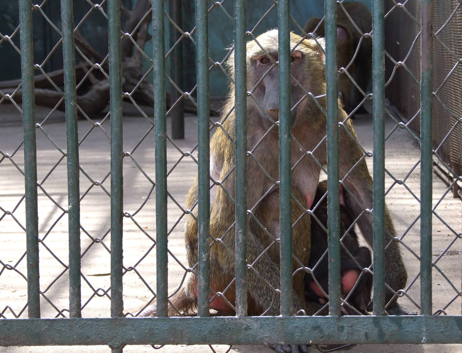 Olive baboon (Papio anubis) or Yellow baboon (Papio cynocephalus)?