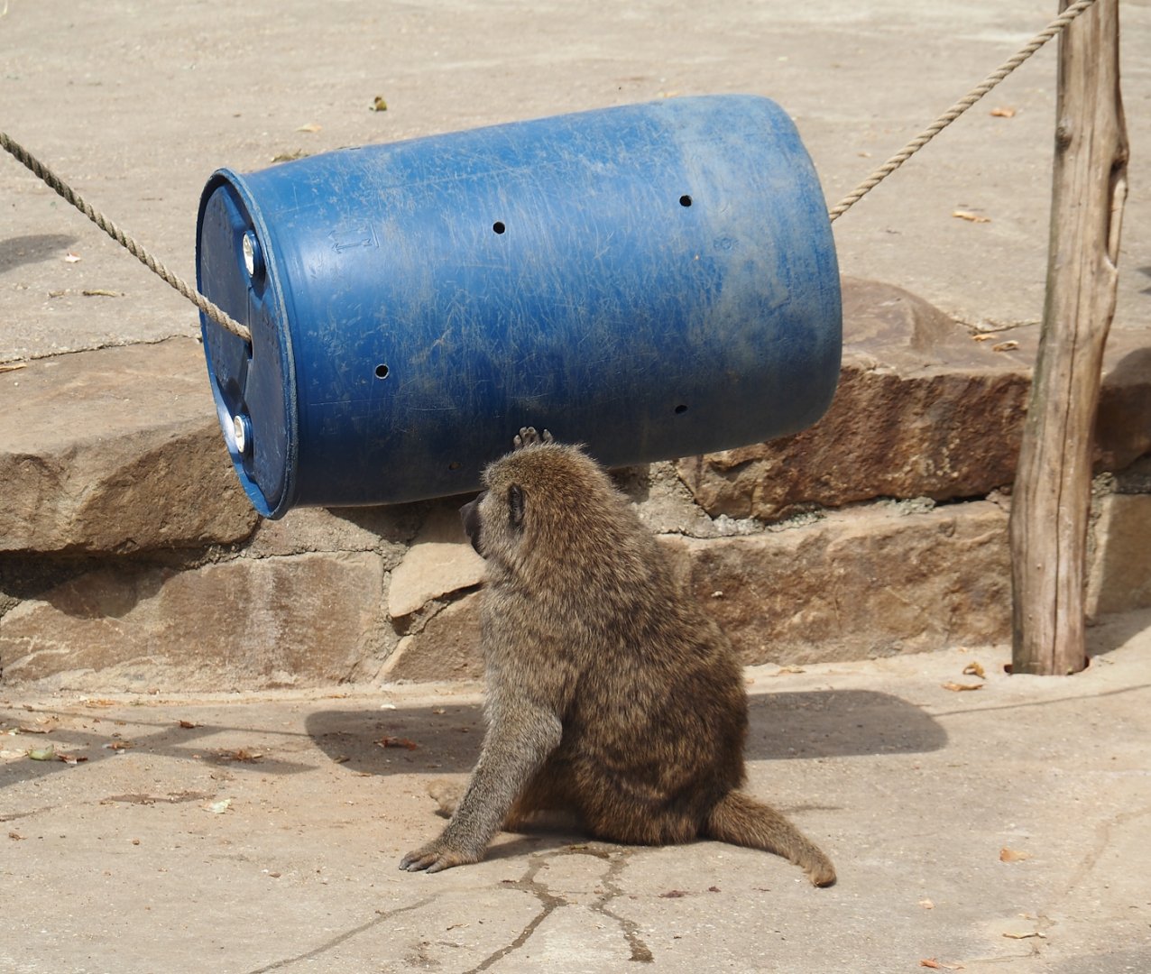 Olive baboon (Papio anubis) with enrichment barrel, 2024-08-05
