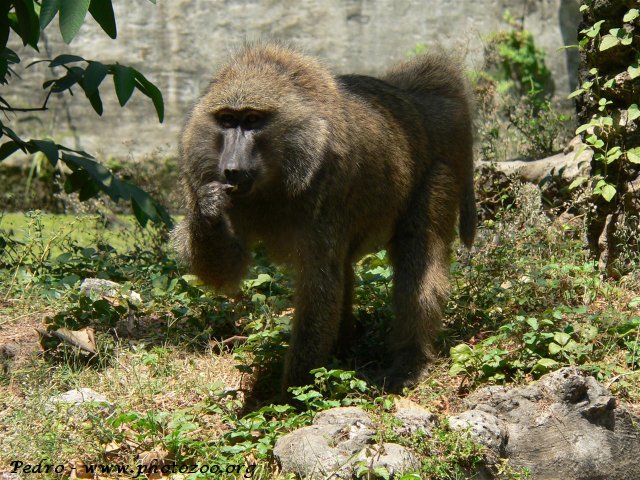 Olive baboon (Papio anubis)