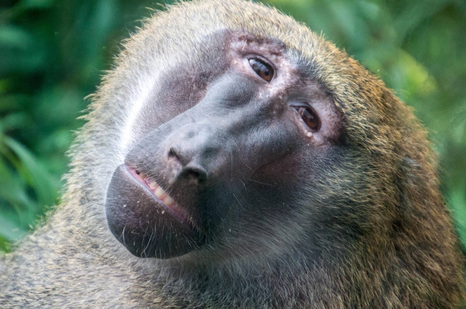 Olive Baboon - Papio anubis