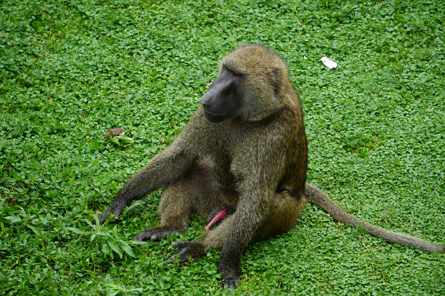 Olive baboon (Papio anubis)
