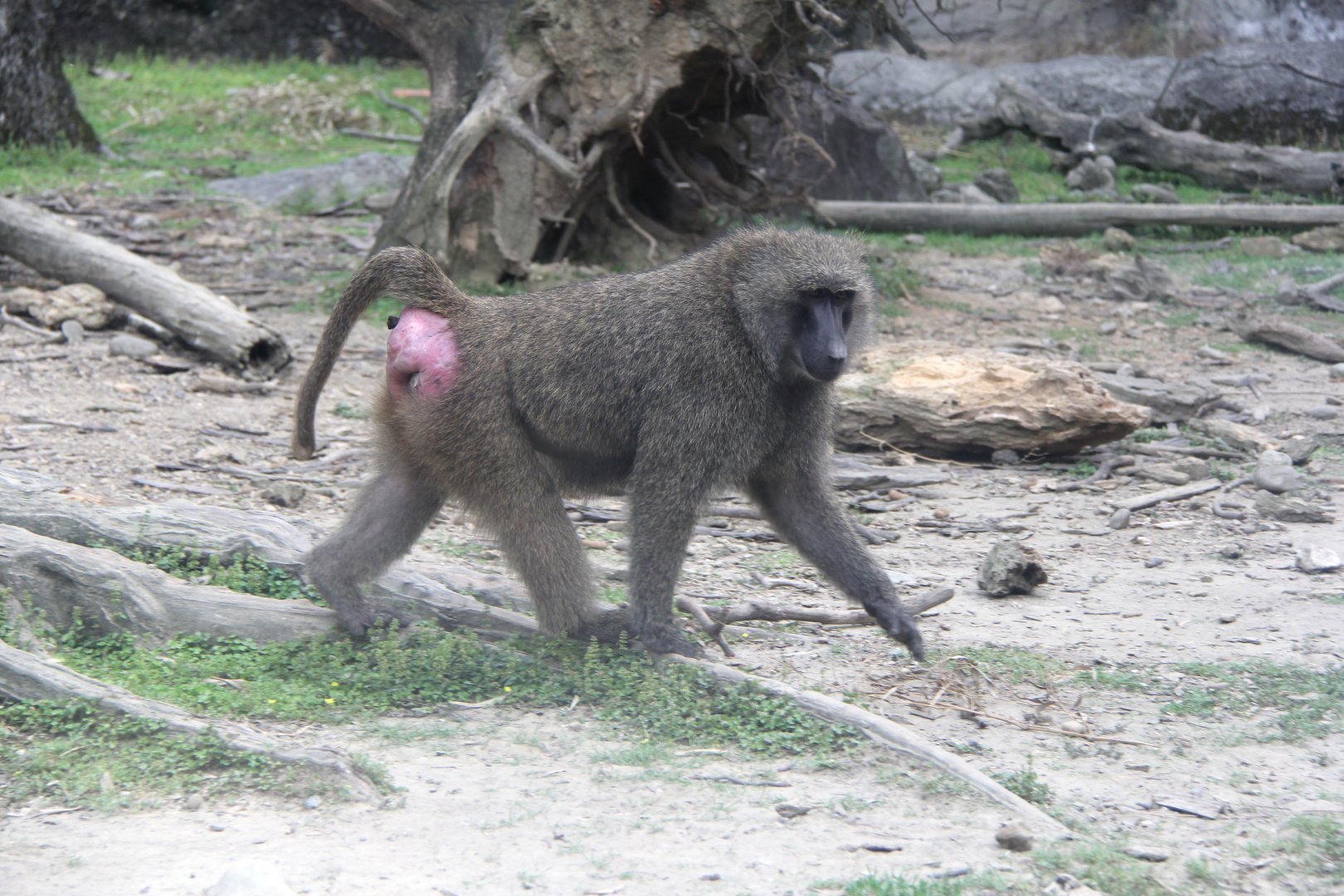 olive baboon (Papio anubis)