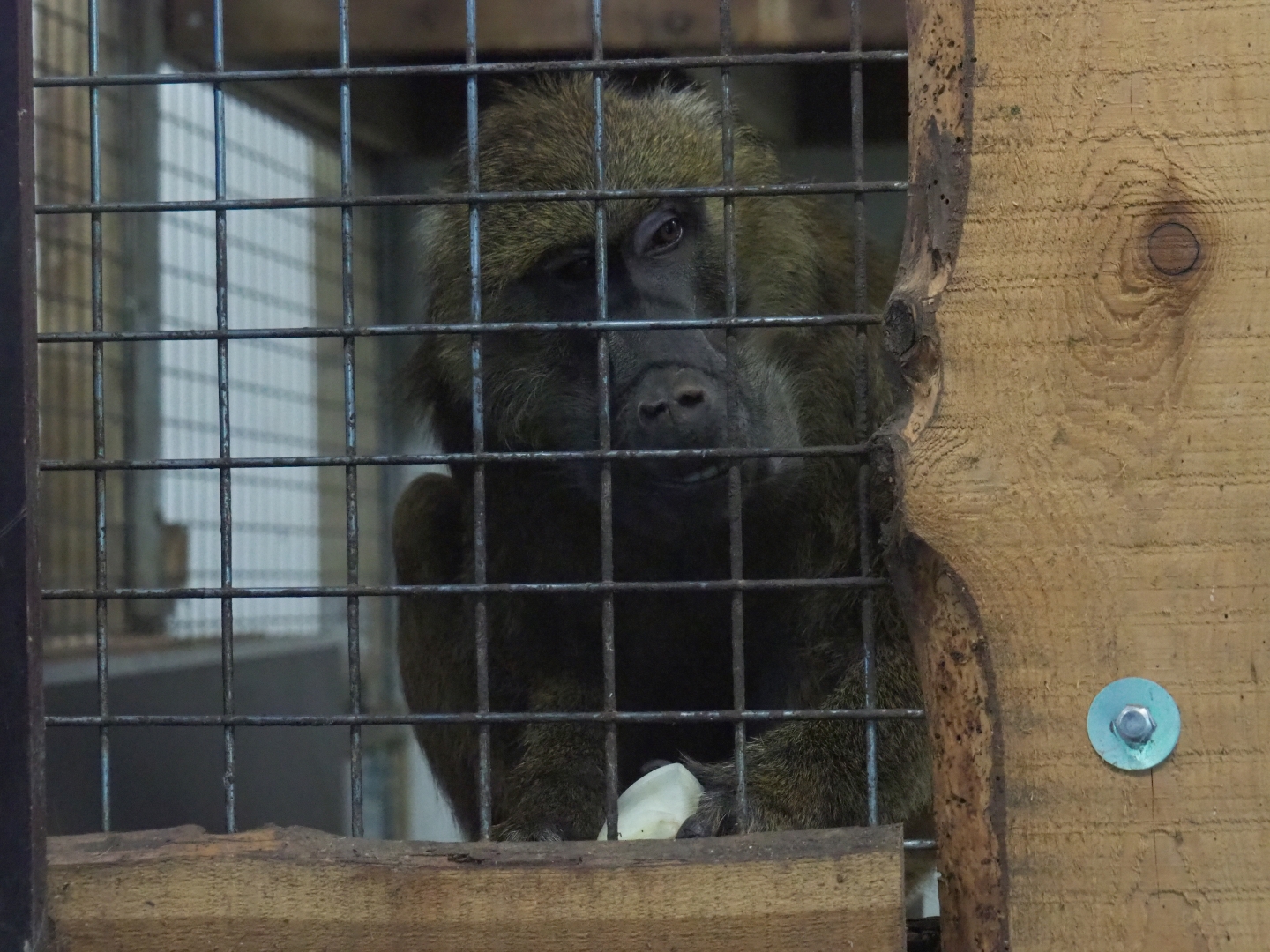 Olive baboon (Papio anubis)