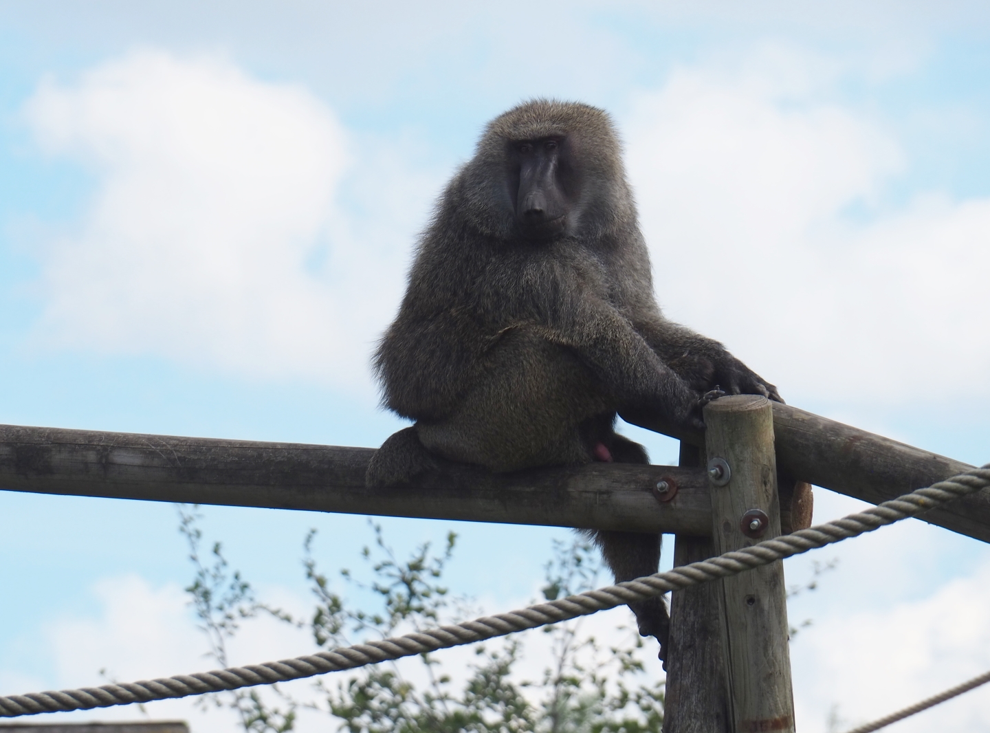 Olive baboon (Papio anubis)