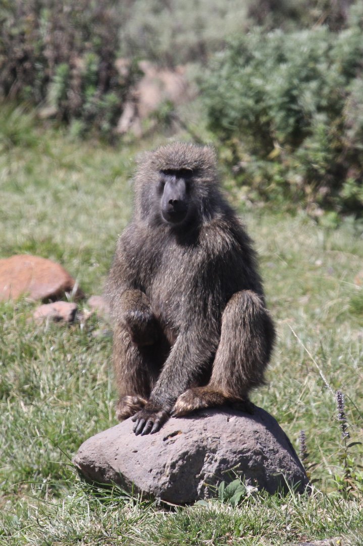 olive baboon (Papio anubis)