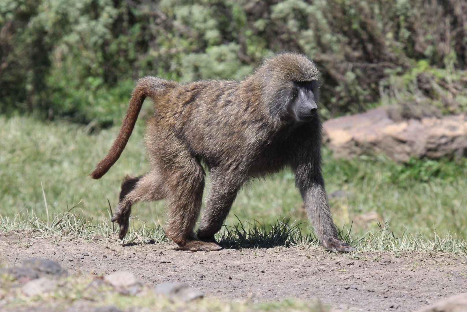 olive baboon (Papio anubis)