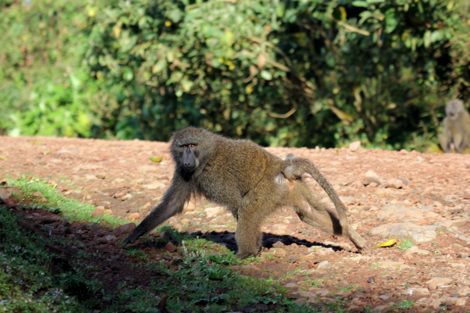 Olive Baboon (Papio anubis)