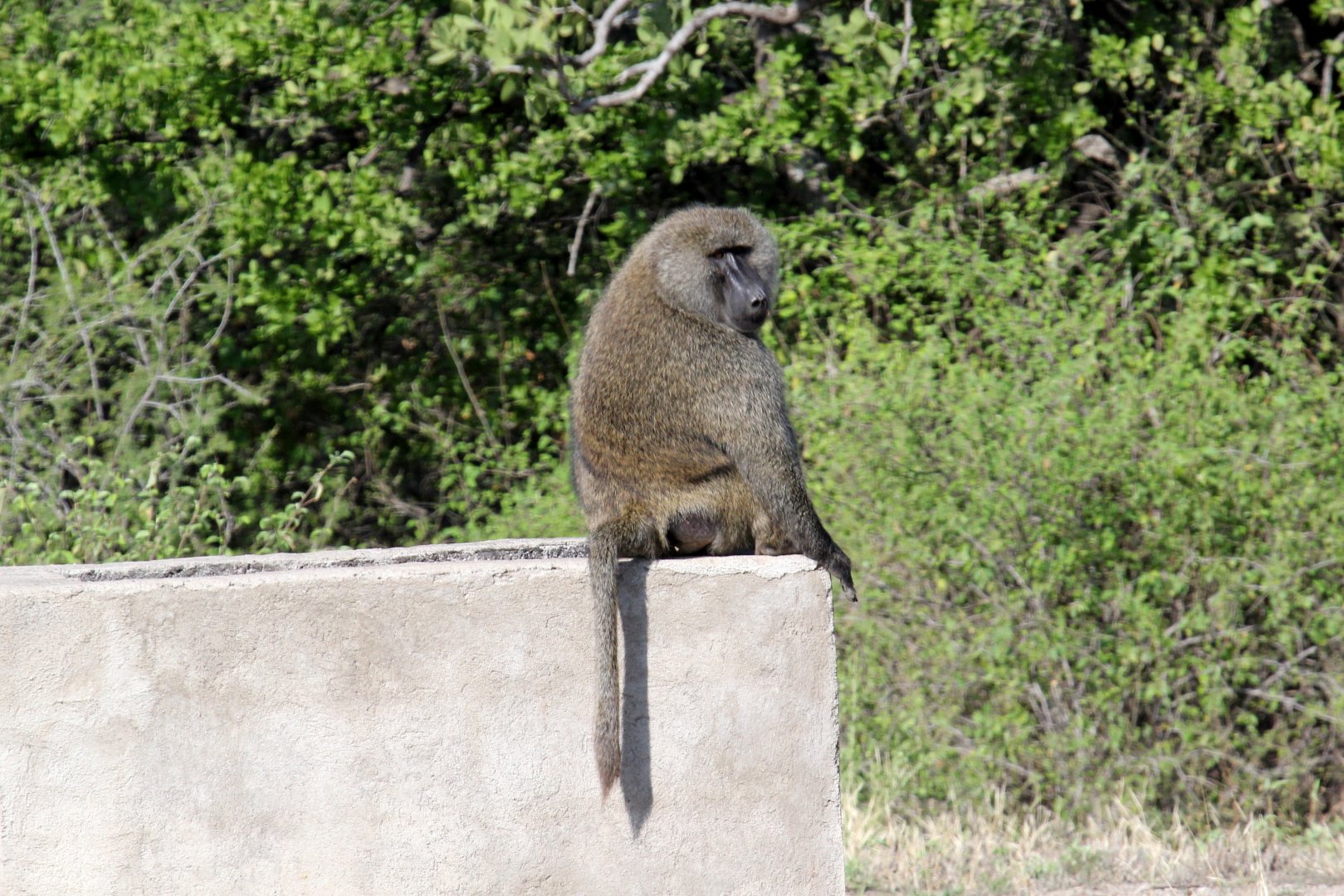olive baboon (Papio anubis)