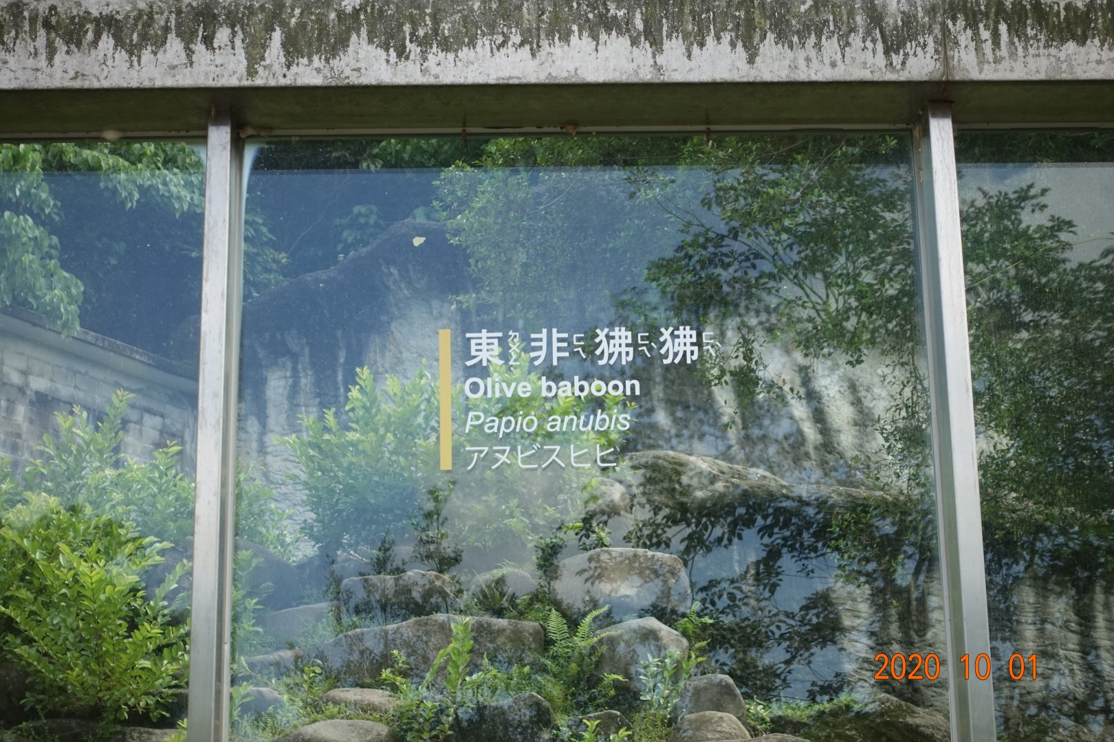 Olive Baboon (Papio anubis)