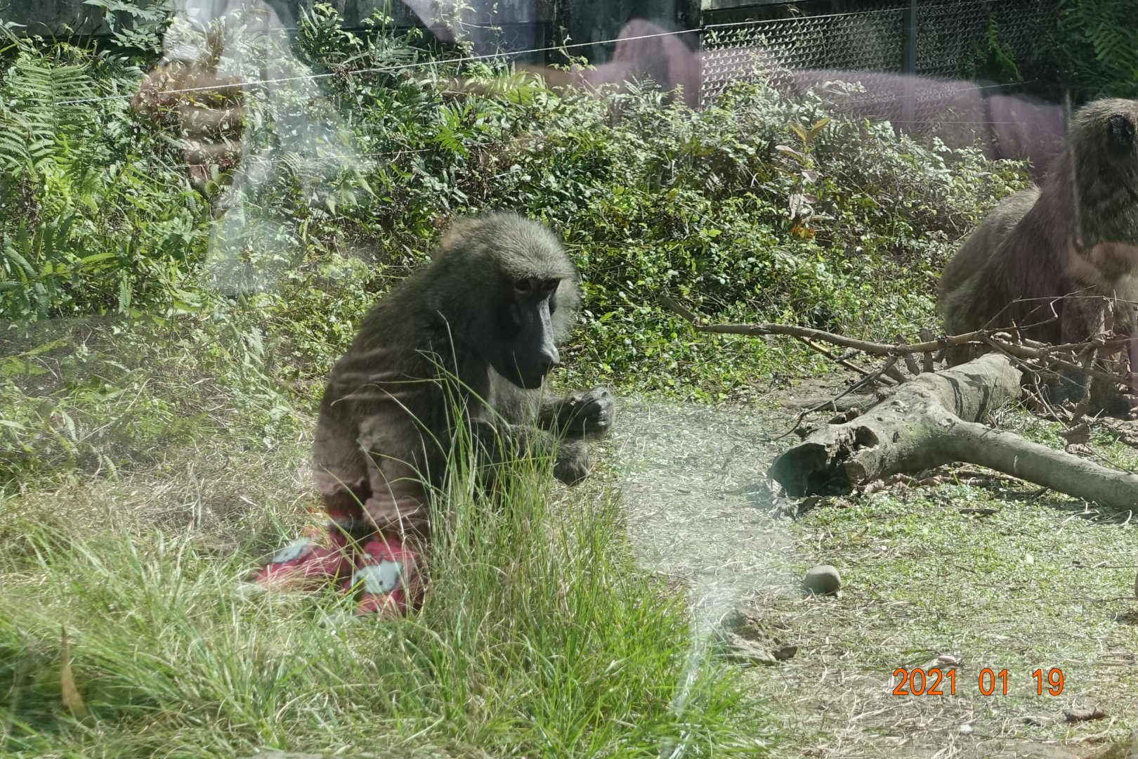 Olive Baboon (Papio anubis)