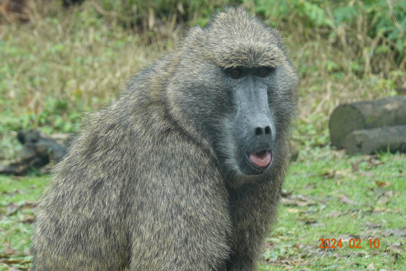 Olive Baboon (Papio anubis)