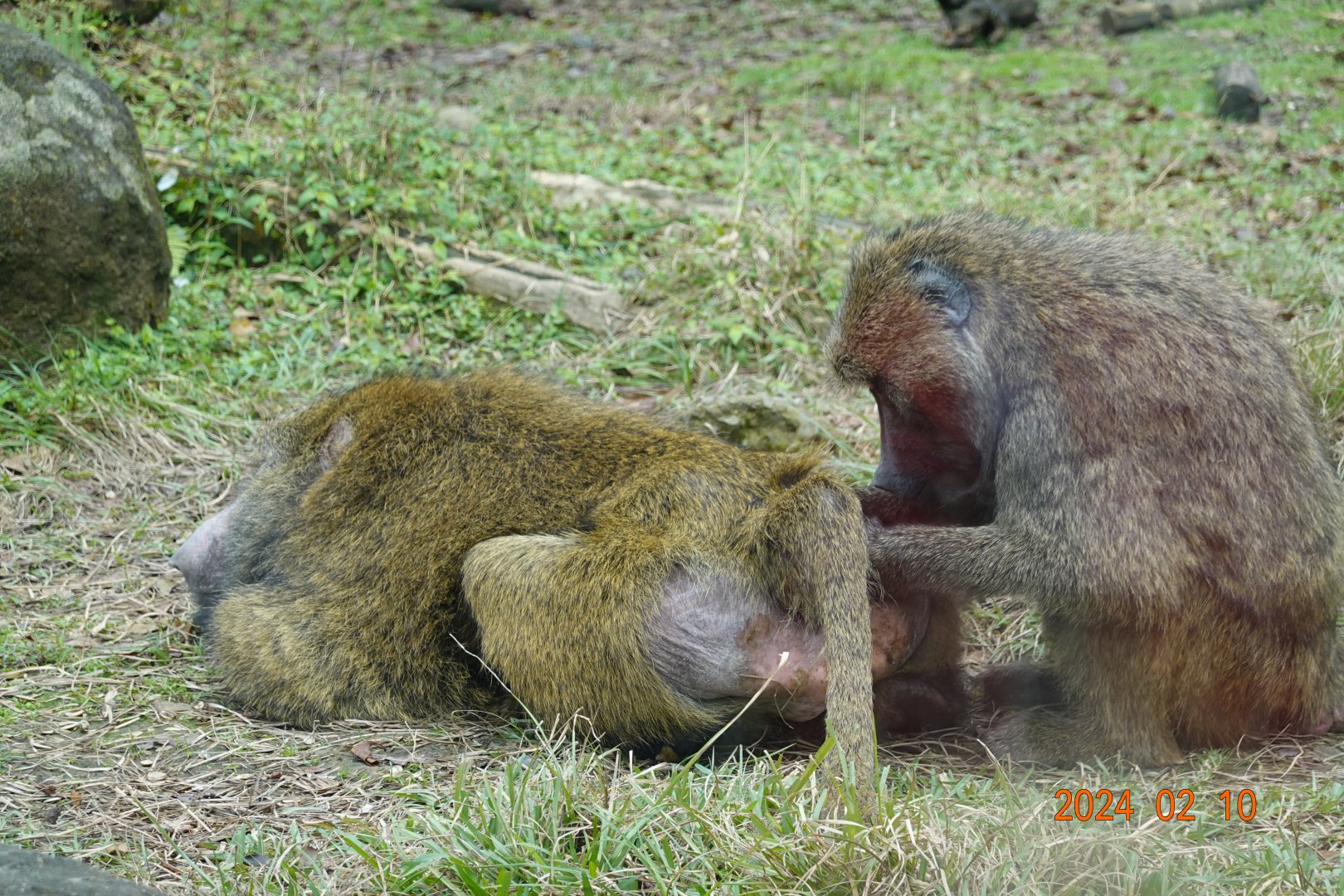 Olive Baboon (Papio anubis)