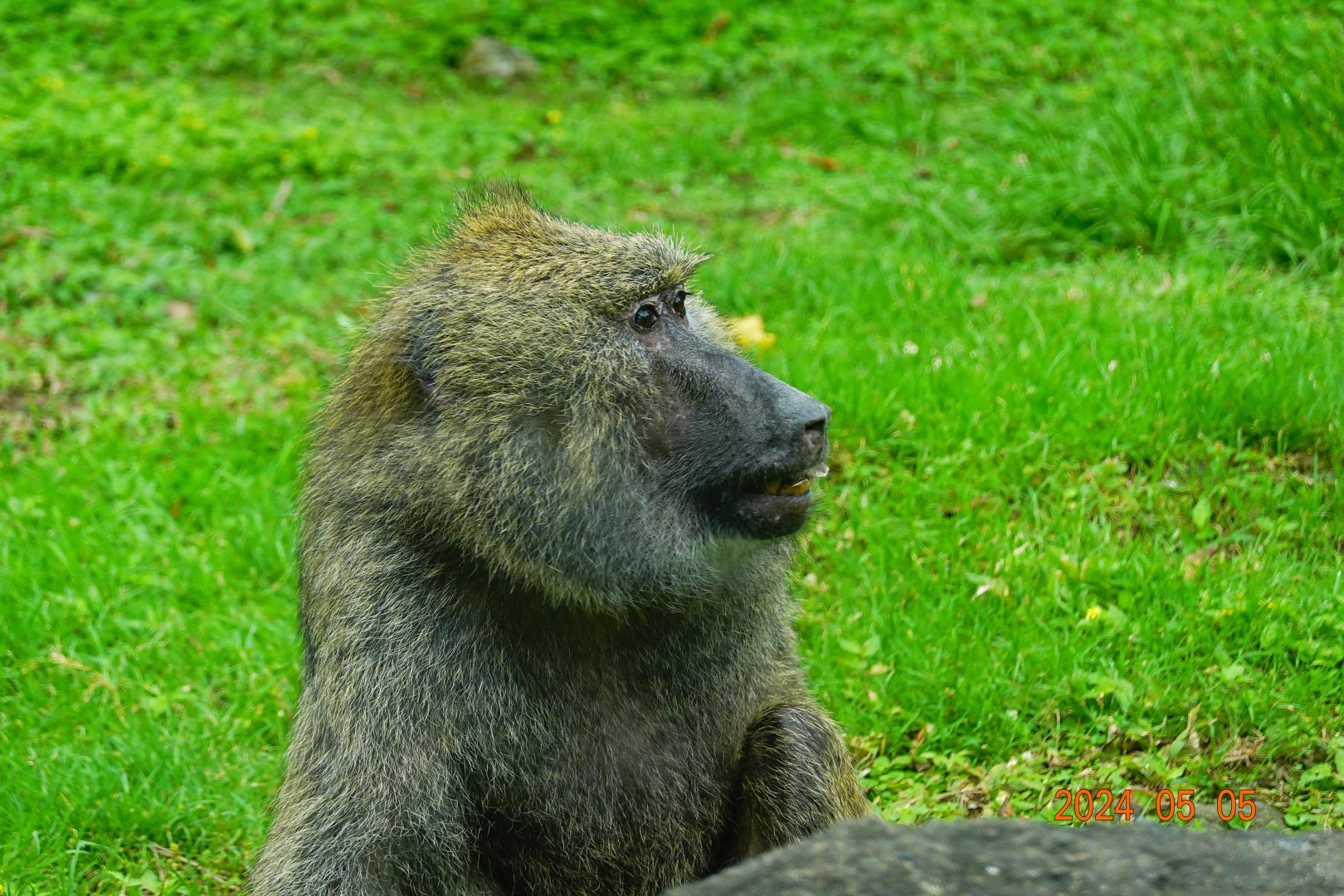 Olive Baboon (Papio anubis)