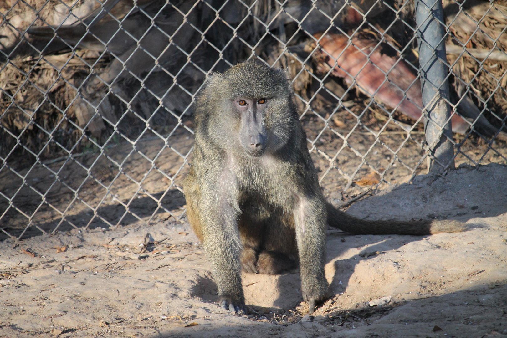 Olive Baboon (Papio anubis)
