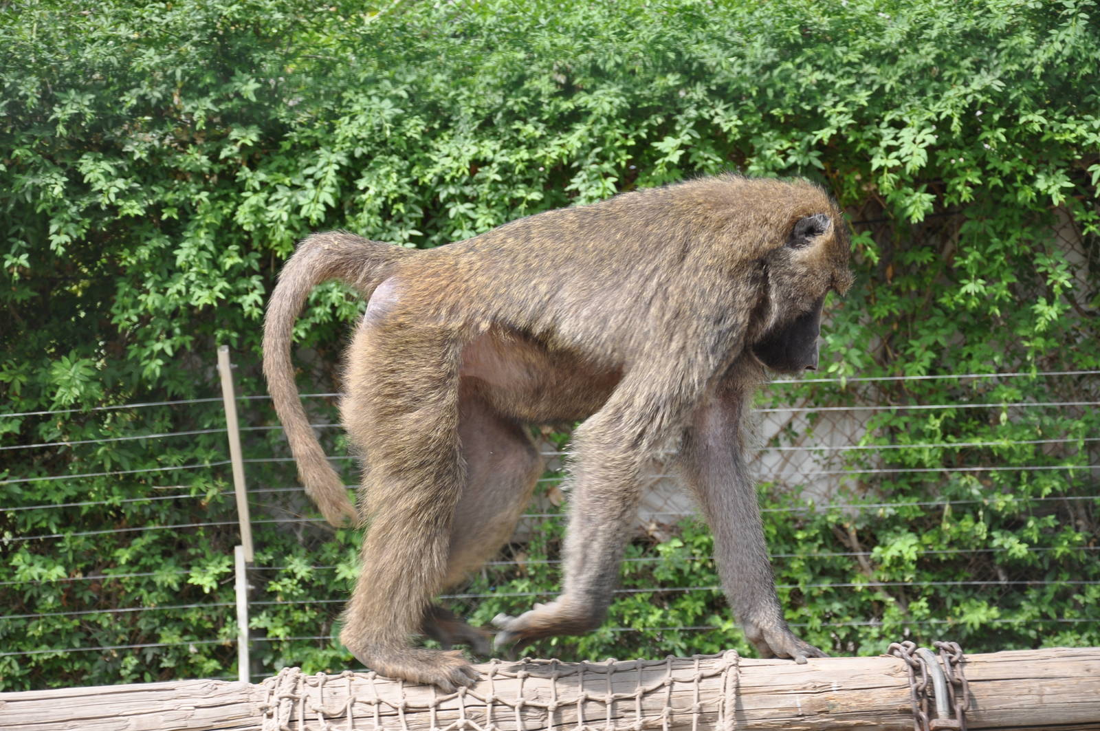 Olive baboon/ Papio hamadryas anubis
