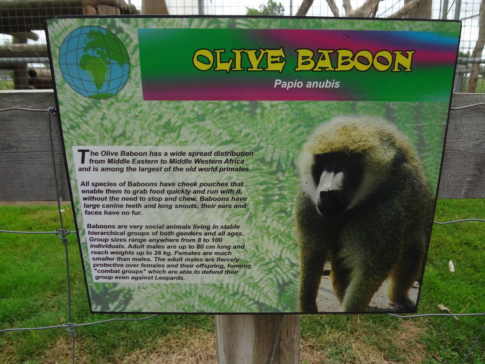 Olive Baboon Signage