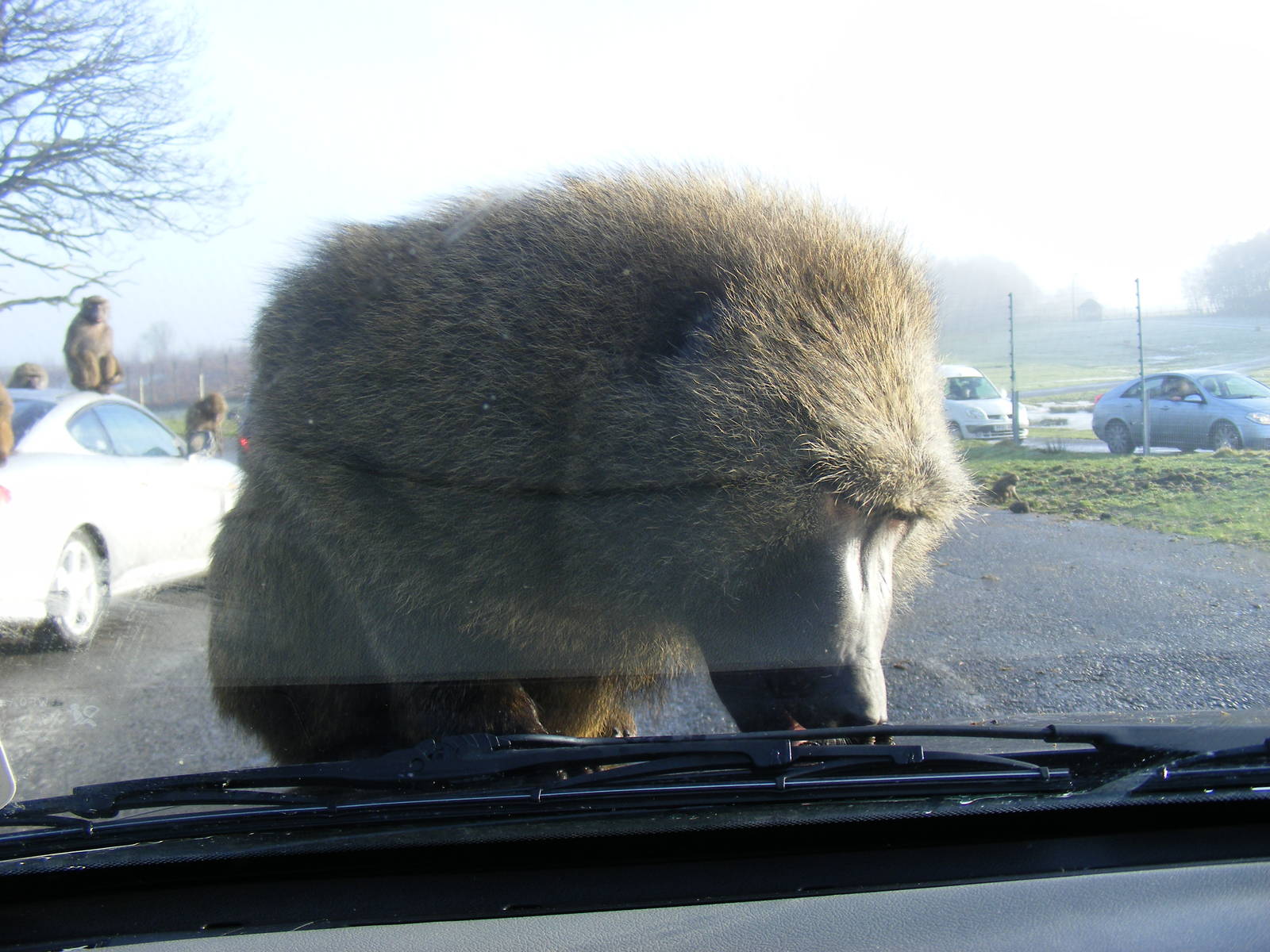Olive baboon trying to eat my car at Knowsley Safari Park, 28 December 2009