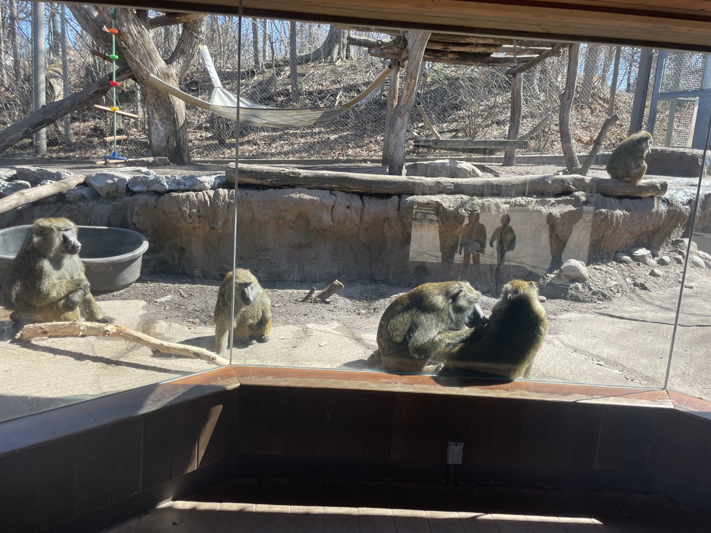 Olive Baboon Viewing Window